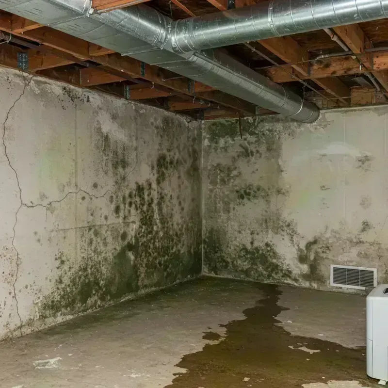 Professional Mold Removal in Middlesex County, NJ